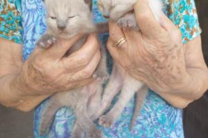 Mascotas Sin datos  Mascotas